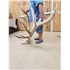 Image 3 : GIANT 500 Class Elk Antlers