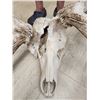 Image 4 : GIANT 500 Class Elk Antlers