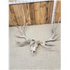 Image 5 : GIANT 500 Class Elk Antlers