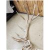 Image 6 : GIANT 500 Class Elk Antlers