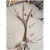 Image 7 : GIANT 500 Class Elk Antlers