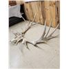 Image 8 : GIANT 500 Class Elk Antlers