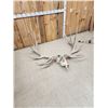 Image 9 : GIANT 500 Class Elk Antlers