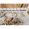 Image 2 : 35.6 Lbs Of Antler Dog Chews