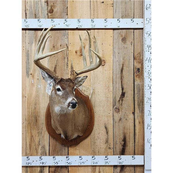 Monster 183 1/8" Wild Nebraska Whitetail Shoulder Mount Taxidermy