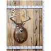 Image 1 : Monster 183 1/8" Wild Nebraska Whitetail Shoulder Mount Taxidermy