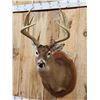 Image 2 : Monster 183 1/8" Wild Nebraska Whitetail Shoulder Mount Taxidermy