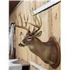 Image 3 : Monster 183 1/8" Wild Nebraska Whitetail Shoulder Mount Taxidermy