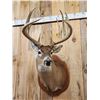 Image 4 : Monster 183 1/8" Wild Nebraska Whitetail Shoulder Mount Taxidermy