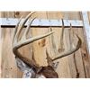 Image 5 : Monster 183 1/8" Wild Nebraska Whitetail Shoulder Mount Taxidermy
