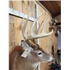 Image 6 : Monster 183 1/8" Wild Nebraska Whitetail Shoulder Mount Taxidermy