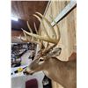 Image 7 : Monster 183 1/8" Wild Nebraska Whitetail Shoulder Mount Taxidermy