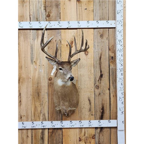 160" Wild Canadian Whitetail Shoulder Mount Taxidermy