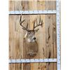 Image 1 : 160" Wild Canadian Whitetail Shoulder Mount Taxidermy