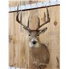 Image 2 : 160" Wild Canadian Whitetail Shoulder Mount Taxidermy