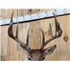 Image 3 : 160" Wild Canadian Whitetail Shoulder Mount Taxidermy