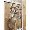 Image 4 : 160" Wild Canadian Whitetail Shoulder Mount Taxidermy
