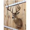 Image 5 : 160" Wild Canadian Whitetail Shoulder Mount Taxidermy