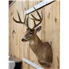 Image 6 : 160" Wild Canadian Whitetail Shoulder Mount Taxidermy