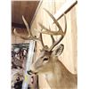 Image 7 : 160" Wild Canadian Whitetail Shoulder Mount Taxidermy
