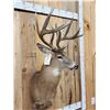 Image 8 : 160" Wild Canadian Whitetail Shoulder Mount Taxidermy