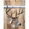 Image 9 : 160" Wild Canadian Whitetail Shoulder Mount Taxidermy