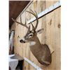 Image 10 : 150" Wild Kansas Whitetail Shoulder Mount Taxidermy