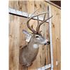 Image 11 : 150" Wild Kansas Whitetail Shoulder Mount Taxidermy