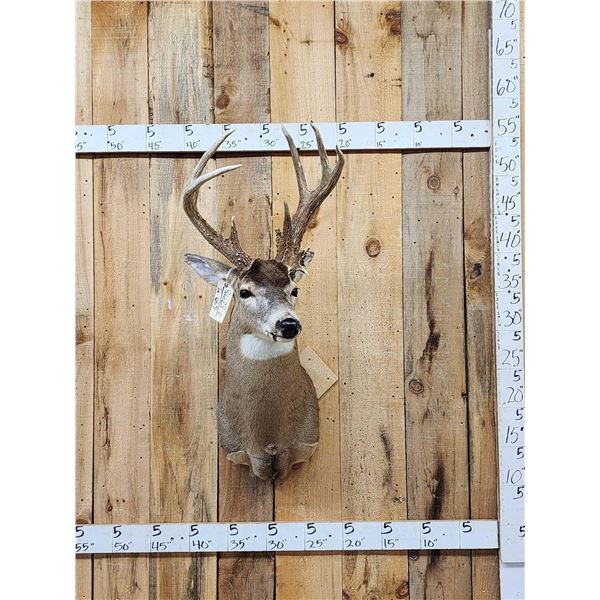 150" Wild Kansas Whitetail Shoulder Mount Taxidermy
