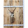 Image 1 : 150" Wild Kansas Whitetail Shoulder Mount Taxidermy