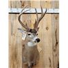 Image 2 : 150" Wild Kansas Whitetail Shoulder Mount Taxidermy