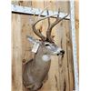 Image 3 : 150" Wild Kansas Whitetail Shoulder Mount Taxidermy