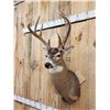 Image 4 : 150" Wild Kansas Whitetail Shoulder Mount Taxidermy