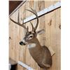 Image 5 : 150" Wild Kansas Whitetail Shoulder Mount Taxidermy