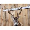 Image 6 : 150" Wild Kansas Whitetail Shoulder Mount Taxidermy