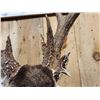 Image 7 : 150" Wild Kansas Whitetail Shoulder Mount Taxidermy