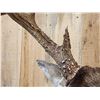 Image 8 : 150" Wild Kansas Whitetail Shoulder Mount Taxidermy