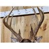 Image 9 : 150" Wild Kansas Whitetail Shoulder Mount Taxidermy