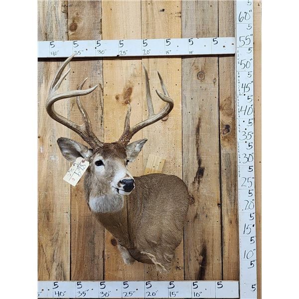 154 3/8" Wild Missouri 8 Point Whitetail Shoulder Mount Taxidermy