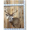 Image 1 : 154 3/8" Wild Missouri 8 Point Whitetail Shoulder Mount Taxidermy