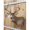 Image 2 : 154 3/8" Wild Missouri 8 Point Whitetail Shoulder Mount Taxidermy