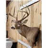 Image 3 : 154 3/8" Wild Missouri 8 Point Whitetail Shoulder Mount Taxidermy