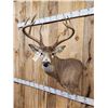 Image 4 : 154 3/8" Wild Missouri 8 Point Whitetail Shoulder Mount Taxidermy