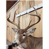 Image 5 : 154 3/8" Wild Missouri 8 Point Whitetail Shoulder Mount Taxidermy