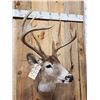 Image 6 : 154 3/8" Wild Missouri 8 Point Whitetail Shoulder Mount Taxidermy
