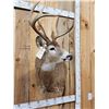 Image 7 : 154 3/8" Wild Missouri 8 Point Whitetail Shoulder Mount Taxidermy