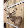 Image 8 : 154 3/8" Wild Missouri 8 Point Whitetail Shoulder Mount Taxidermy