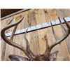 Image 9 : 154 3/8" Wild Missouri 8 Point Whitetail Shoulder Mount Taxidermy