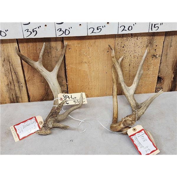 2 Wild Illinois Consecutive Whitetail Shed Antlers