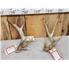 Image 1 : 2 Wild Illinois Consecutive Whitetail Shed Antlers